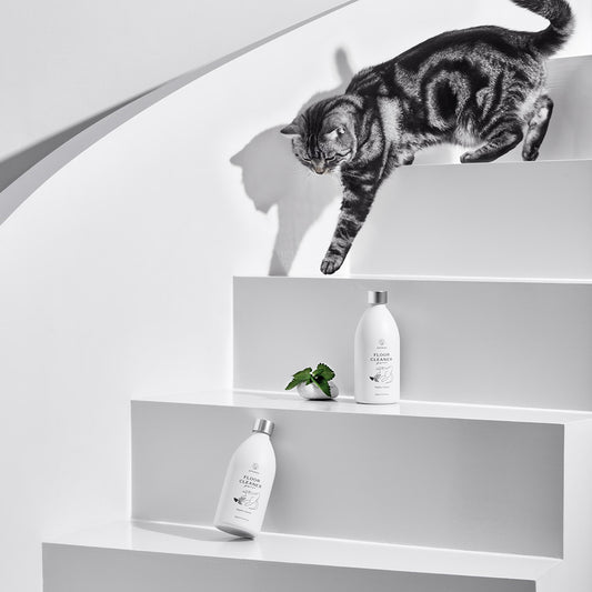 Catnip Floor Cleaner – Cat-Calming, Bug-Repelling