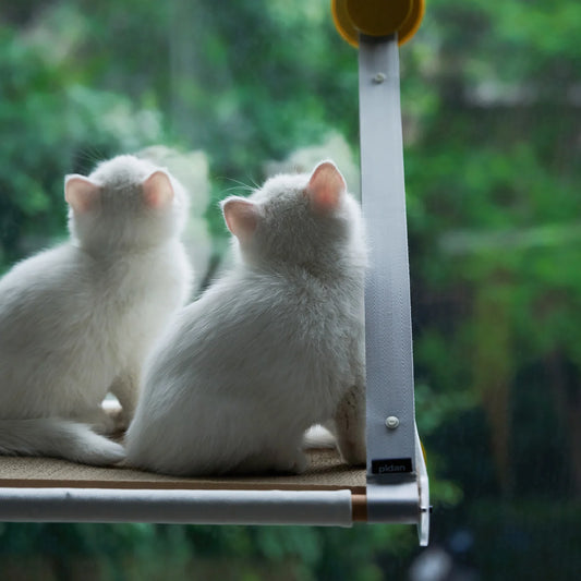 Window Perch Hammock